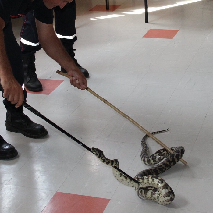 Déreptilisation